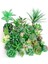 Kırmızı Banmaluhui Yeşil Akın Yapay Succulents Bitkiler Bonsai Masaüstü Sahte Bitkiler Sevgililer Günü Düğün Dekorasyon Plante Artificielle (Yurt Dışından) 3