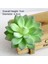 Kırmızı Banmaluhui Yeşil Akın Yapay Succulents Bitkiler Bonsai Masaüstü Sahte Bitkiler Sevgililer Günü Düğün Dekorasyon Plante Artificielle (Yurt Dışından) 5