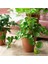 Qian Tongqian 15 cm Yapay Bitkiler Yapraklar Sahte Çim Buketi Yeşil Bitkiler Yapraklar Tropikal Ağaç Yaprakları Ev Bonsai Için Şanslı Çim Yeşillik (Yurt Dışından) 2