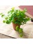 Qian Tongqian 15 cm Yapay Bitkiler Yapraklar Sahte Çim Buketi Yeşil Bitkiler Yapraklar Tropikal Ağaç Yaprakları Ev Bonsai Için Şanslı Çim Yeşillik (Yurt Dışından) 3