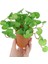 Qian Tongqian 15 cm Yapay Bitkiler Yapraklar Sahte Çim Buketi Yeşil Bitkiler Yapraklar Tropikal Ağaç Yaprakları Ev Bonsai Için Şanslı Çim Yeşillik (Yurt Dışından) 4