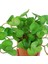 Qian Tongqian 15 cm Yapay Bitkiler Yapraklar Sahte Çim Buketi Yeşil Bitkiler Yapraklar Tropikal Ağaç Yaprakları Ev Bonsai Için Şanslı Çim Yeşillik (Yurt Dışından) 5