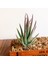 Fp x iao Shui Lian 7 x 10 cm Yapay Succulents Bitkiler Aloe Zebrina Bitkiler Yapay Bitki Peyzaj Sahte Çiçek Aranjmanı Bahçe Dekorasyon (Yurt Dışından) 5
