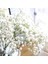 Sarı 1 Şube 65 cm 90 Kafaları Yapay Sahte Çiçekler Babysbreath Çiçek Düğün Dekorasyon Ev Partisi Dıy Scrapbooking El Sanatları Ercik (Yurt Dışından) 2
