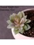 Fg Di Shui Lian Yapay Succulents Bitkiler Beyaz Pembe Yeşil Plastik Sahte Bitkiler Peyzaj Bonsai Plantas Artificiales Ev Bahçe Dekorasyonu (Yurt Dışından) 1