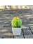 Kaktüs Tığ Ayçiçeği Saksı Bitki, Sahte Çiçek Bonsai, Gül, Kaktüs, Antoryum, Calla, Yonca, Lale, Papatya, Ev Masası Dekoru Için Dokuma Hediye (Yurt Dışından) 1