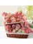 Bei Hua Kırmızı Akın Yapay Succulents Bitkiler Masaüstü Masa Yatak Odası Ofis Mini Bonsai Süs Sahte Bitkiler Ev Bahçe Dekorasyonu (Yurt Dışından) 2