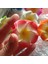 H-2-H15 5 cm 30 Adet 5/6/7/8/9 cm Pe Köpük Plumeria Çiçekler Dıy Yapay Çelenk Headdress Frangipani Yumurta Çiçek Kafaları Hawaii Düğün Dekor (Yurt Dışından) 5