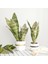 4 LEAF-372C Yapay Bitkiler Ev Bahçe Dekorasyonu Için Plastik Sansevieria Şubesi Dıy Bonsai Açık Sahte Bitkiler (Yurt Dışından) 5