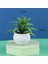 C Yeni Mini Yapay Bitki Bonsai Küçük Simüle Ağaç Saksı Bitkileri Sahte Çiçekler Ofis Masası Saksı Süsler Ev Bahçe Dekor (Yurt Dışından) 3