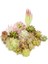Bao Lian Hua 1 Adet Beyaz Akın Yapay Succulents Bitkiler Çiçek Aranjmanı Aksesuarları Masaüstü Bonsai Ev Bahçe Dekorasyonu Sahte Bitkiler (Yurt Dışından) 2