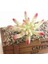 Bao Lian Hua 1 Adet Beyaz Akın Yapay Succulents Bitkiler Çiçek Aranjmanı Aksesuarları Masaüstü Bonsai Ev Bahçe Dekorasyonu Sahte Bitkiler (Yurt Dışından) 5