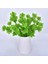 1 Adet Succulents 32 cm Adet Yapay Boston Fern Bitkiler Plastik Yapay Çalılar Yeşillik Ev Açık Bahçe Ofis Dekor Için Taklit Bitkiler (Yurt Dışından) 1
