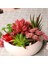 x ian Ren Ke Yeşil Yapay Yeşil Mor Kırmızı Akın Etli Bitkiler Dıy Ev Bahçe Ofis Düğün Dekorasyon Mini Bonsai Plante Artificielle (Yurt Dışından) 2