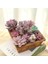 Stil-K Mor Mini Yapay Succulents Bitkiler Mor Sahte Çiçekler Açık Bahçe Dıy Ev Masa Dekorasyon Için Simülasyon Akın (Yurt Dışından) 3
