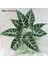 Fern LEAVE-013 Yapay Eğreltiotu Bitkileri Duvar Dekorasyonu Yaprak Aksesuarları Kaplumbağa Arka Yaprak Farsça Yeşil Bitki Duvar Aksesuarları Ev Dekorasyon (Yurt Dışından) 1