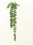 Darkgreen Huolunhua 39STYLES Yeşil Yapay Succulents Bitkiler Ev Bahçe Düğün Doğum Günü Partisi Noel Cadılar Bayramı Dekorasyon Sahte Bitkiler Bonsai (Yurt Dışından) 3