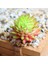 Lu x in Bei Hua 39 Stilleri Yeşil Yapay Succulents Bitkiler Ev Bahçe Düğün Doğum Günü Partisi Noel Cadılar Bayramı Dekorasyon Sahte Bitkiler Bonsai (Yurt Dışından) 5