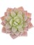 29 Yapay Succulents Bitki Simülasyonu Sahte Succulents Saksı Bitki Minyatür Sahte Bitkiler Sahte Succulents Ev Ofis Dekor (Yurt Dışından) 1