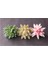 Fg Feizhouluhui Yapay Succulents Bitkiler Beyaz Pembe Yeşil Plastik Sahte Bitkiler Peyzaj Bonsai Plantas Artificiales Ev Bahçe Dekorasyonu (Yurt Dışından) 5