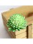 Zrg Fo Shou x in 39 Stilleri Yeşil Yapay Succulents Bitkiler Dıy Saksısız Küçük Bonsai Ev Bahçe Masaüstü Masa Parti Dekorasyon Sahte Bitkiler (Yurt Dışından) 3