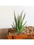 Fr Ji Wa Lian Yeşil Pembe Sarı Zebra Aloe Yapay Succulents Bitkiler Ev Bahçe Dekorasyonu Dıy Bitkiler Duvar Plastik Sahte Bitkiler Yükseklik = 12 cm (Yurt Dışından) 3