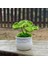 Dört Yapraklı Yonca El-Örme Kaktüs Bitkileri Bonsai Yapay Çiçek Saksıları El Yapımı Tığ Işi Orijinal Hediye Sevimli Oda Ev Masası Fikirleri Dekorasyon (Yurt Dışından) 1