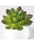 x in Zebra Aloey 39 Stilleri Yeşil Yapay Succulents Bitkiler Ev Bahçe Düğün Doğum Günü Partisi Noel Cadılar Bayramı Dekorasyon Sahte Bitkiler Bonsai (Yurt Dışından) 4