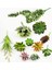 Buğday Kulak Hava Çim Resim Gösterisi Olarak Yeşil Akın Yapay Succulents Ev Yatak Odası Oturma Odası Banyo Noel Partisi Dekorasyon Sahte Bitki Bonsai (Yurt Dışından) 3