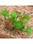11 Tou x iaoxianrenke 2021 Yapay Succulents Bitkiler Ev Dekor Mini Bonsai Bahçe Yatak Odası Düğün Dekorasyon Plantas Artificiales Para Decoracion (Yurt Dışından) 1