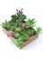 11 Tou x iaoxianrenke 2021 Yapay Succulents Bitkiler Ev Dekor Mini Bonsai Bahçe Yatak Odası Düğün Dekorasyon Plantas Artificiales Para Decoracion (Yurt Dışından) 3
