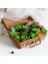 11 Tou x iaoxianrenke 2021 Yapay Succulents Bitkiler Ev Dekor Mini Bonsai Bahçe Yatak Odası Düğün Dekorasyon Plantas Artificiales Para Decoracion (Yurt Dışından) 5