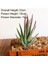 Redtrim Banmaluhui 7 x 10 cm Yapay Succulents Bitkiler Aloe Zebrina Bitkiler Yapay Bitki Peyzaj Sahte Çiçek Aranjmanı Bahçe Dekorasyon (Yurt Dışından) 1