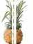Ananas 25 Adet 25/50/100 Adet Romantik Kağıt Pipetler Biyobozunur Vintage Retro Çiçek Içme Kağıt Pipetler Noel Dekorasyon Düğün Etkinlikleri (Yurt Dışından) 1