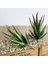 Fr x iaolingjiaocao 7 x 10 cm Yapay Succulents Bitkiler Aloe Zebrina Bitkiler Yapay Bitki Peyzaj Sahte Çiçek Aranjmanı Bahçe Dekorasyon (Yurt Dışından) 3