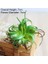 Huo Lun Hua Yapay Yeşil Mor Kırmızı Mavi Etli Bitkiler Ev Bahçe Düğün Dekorasyon Mini Masaüstü Bonsai Dıy Plante Artificielle (Yurt Dışından) 1