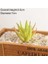 Fei Zhou Lu Hui Fw 7 x 10 cm Yapay Succulents Bitkiler Aloe Zebrina Bitkiler Yapay Bitki Peyzaj Sahte Çiçek Aranjmanı Bahçe Dekorasyon (Yurt Dışından) 1