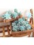 Mini Ling Jiao Cao Mavi Akın Yapay Succulents Bitkiler Çiçek Aranjmanı Aksesuarları Masaüstü Bonsai Ev Bahçe Dekorasyon Sahte Bitkiler (Yurt Dışından) 4