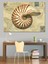 Fosil Nautilus Kabuk Dekoratif Kanvas - Mdf Ahşap Tablo 4
