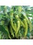 Sunagri Çarliston Biber Tohumu - Tatlı Lif ve Çekirdeği Az Sofralık ve Kızartmalık 3