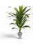 Yapay Dracaena Fragrans Ağaç 120 cm Nergiz Saksı 1