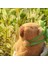 23CM Capybara Peluş Simülasyonu Capibara Anime Tüylü Oyuncak Sevimli Bebek Doldurulmuş Hayvanlar Yumuşak Bebek Peluş Noel Şükran Günü Hediyesi (Yurt Dışından) 4