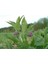 Karakafes Otu Fidesi 10 Adet - Symphytum Officinale 2