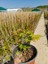 - Sorbaria Sorbifolia (1 Yaş / Süs Bitkisi) 1