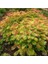 - Sorbaria Sorbifolia (1 Yaş / Süs Bitkisi) 4