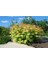 - Sorbaria Sorbifolia (1 Yaş / Süs Bitkisi) 5