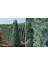 Mavi Servi Cupressus Arizona Tohumu – 100 Gr. 1