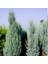 Mavi Servi Cupressus Arizona Tohumu – 100 Gr. 2