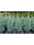 Mavi Servi Cupressus Arizona Tohumu – 100 Gr. 3