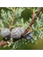 Mavi Servi Cupressus Arizona Tohumu – 100 Gr. 4